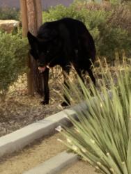 Found/Stray Unknown Dog last seen Amethyst and bear valley, Victorville, CA 92392