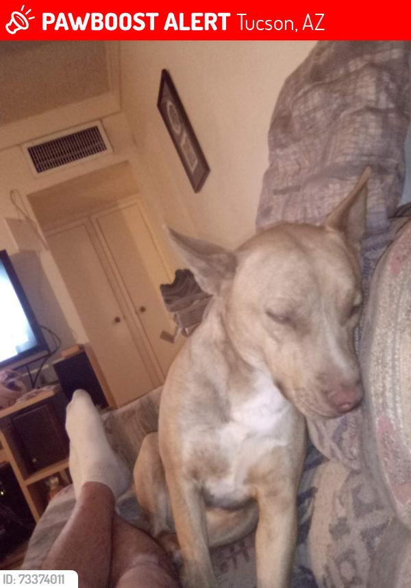 Lost Male Dog last seen Pima and alvernon, Tucson, AZ 85712