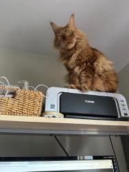 Reunited Male Cat last seen Jefferson Dr, Pittsburgh, PA 15229, USA, Ross Township, PA 15229