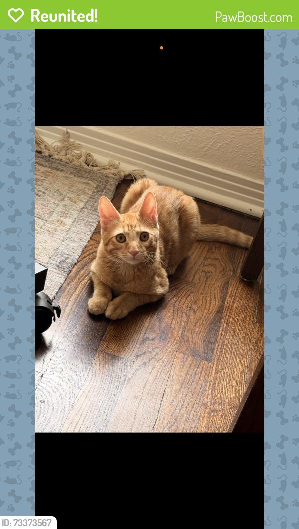 Reunited Male Cat last seen Ridglea North on Malvey Ave., Fort Worth, TX 76116