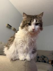 Reunited Male Cat last seen Allouez Ave, East River Drive, Libal St, Green Bay, WI 54301