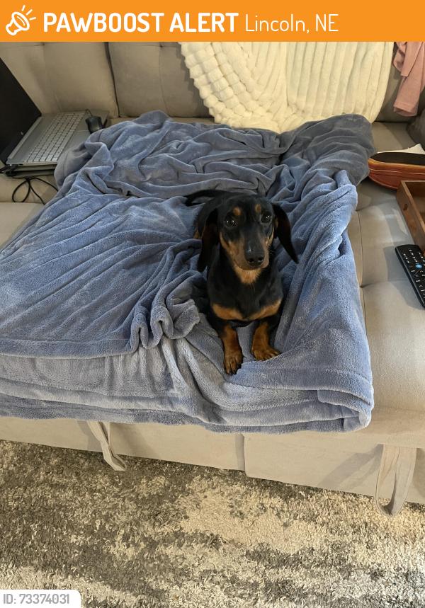 Found/Stray Male Dog last seen 86th and Daybreak, Lincoln, NE 68505