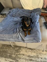Found/Stray Male Dog last seen 86th and Daybreak, Lincoln, NE 68505