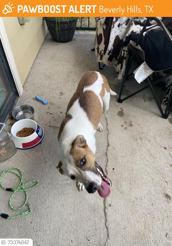 Found/Stray Female Dog last seen Top golf, Beverly Hills, TX 76711