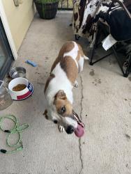 Found/Stray Female Dog last seen Top golf, Beverly Hills, TX 76711