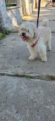 Found/Stray Unknown Dog last seen Near avenue 122 nd street, Queens, NY 11419