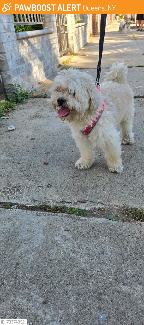 Found/Stray Unknown Dog last seen Near avenue 122 nd street, Queens, NY 11419