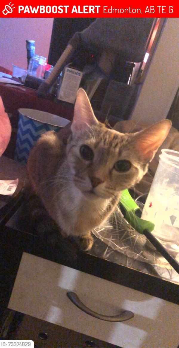 Lost Female Cat last seen Tim hortons on 97st, Edmonton, AB T5E 4G2
