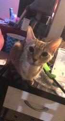 Lost Female Cat last seen Tim hortons on 97st, Edmonton, AB T5E 4G2