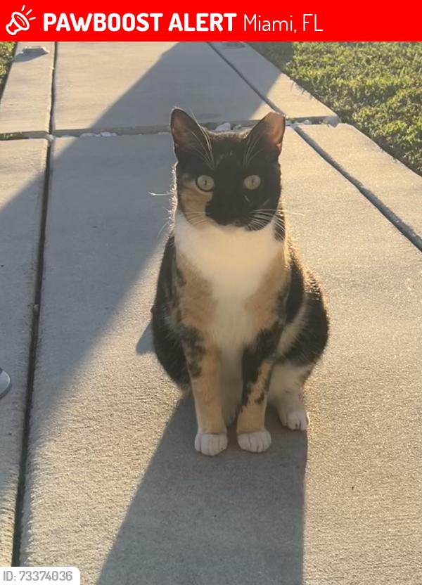 Lost Female Cat last seen Near 40th bird road on 99th street, Miami, FL 33165