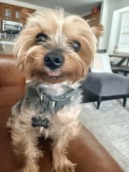 Reunited Male Dog last seen Apache Dr, near Worley or memorial., The Colony, TX 75056