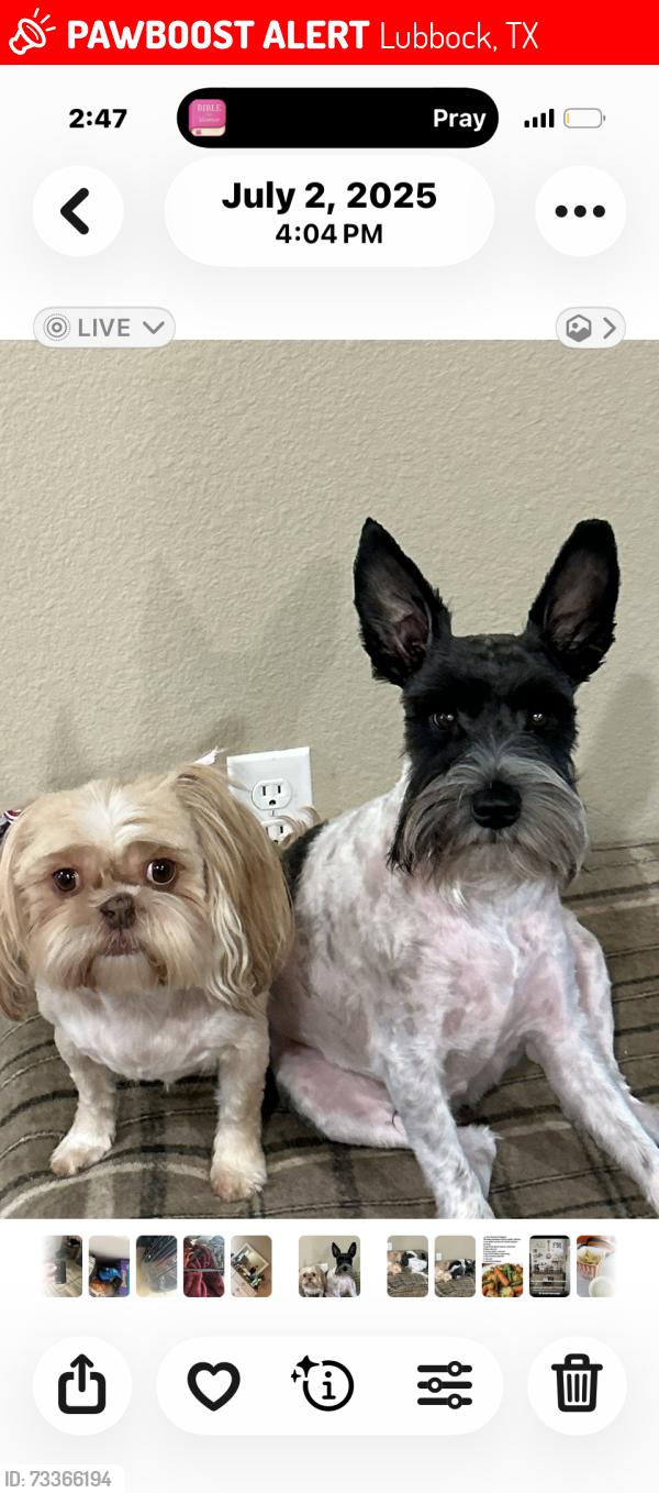 Lost Female Dog last seen Wabash street, Lubbock, TX 79403