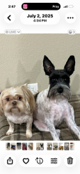Lost Female Dog last seen Wabash street, Lubbock, TX 79403