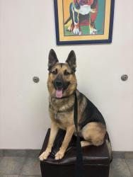 Reunited Male Dog last seen El dorado Ave se, Palm Bay, FL 32909