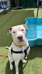 Shelter Stray Male Dog last seen Moshulu Parkway N, BRONX, NY, 10467, 326 E 110th St, New York, NY 10029, USA