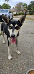 Found/Stray Male Dog last seen Yorktown and Everhart, Corpus Christi, TX 78413