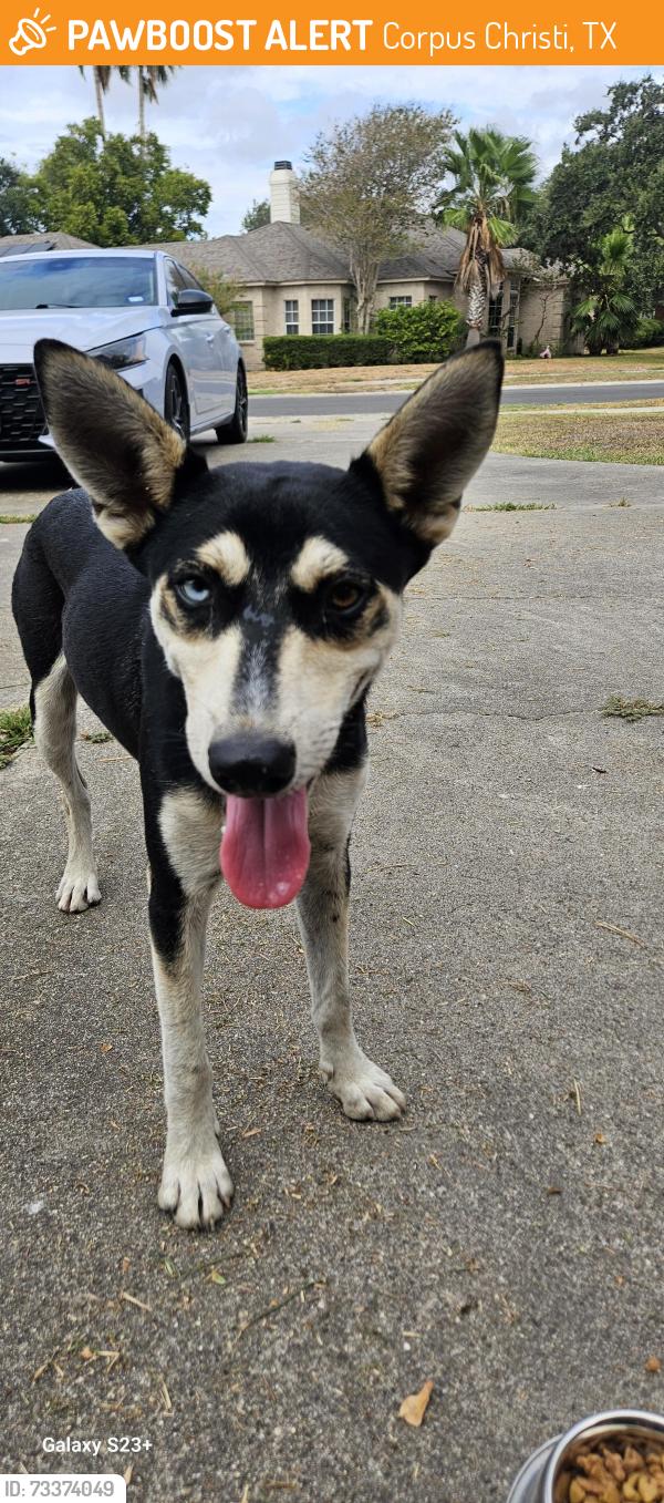 Found/Stray Male Dog last seen Yorktown and Everhart, Corpus Christi, TX 78413