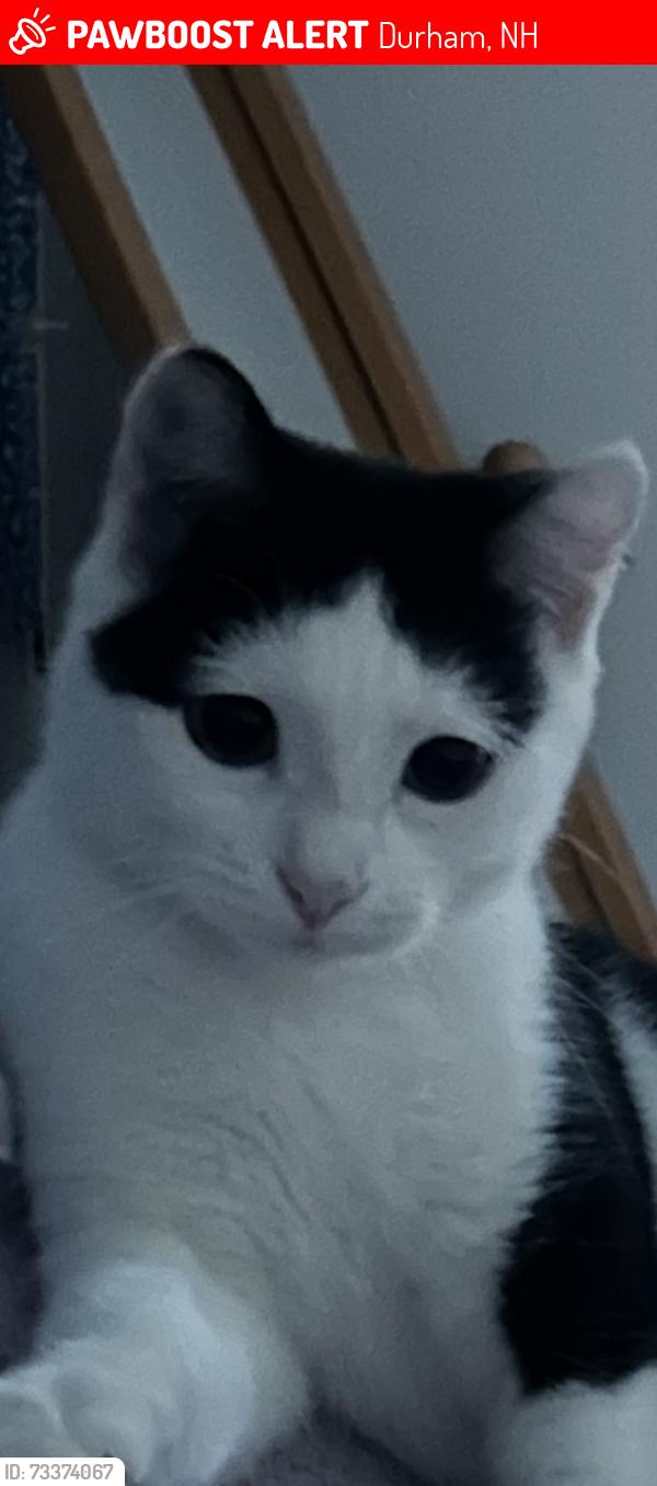 Lost Female Cat last seen Cottages of Durham, Durham, NH 03824