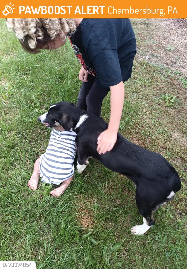 Found/Stray Female Dog last seen Edenville Rd criders church rd, Chambersburg, PA 17202