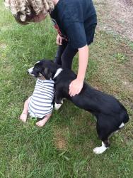 Found/Stray Female Dog last seen Edenville Rd criders church rd, Chambersburg, PA 17202