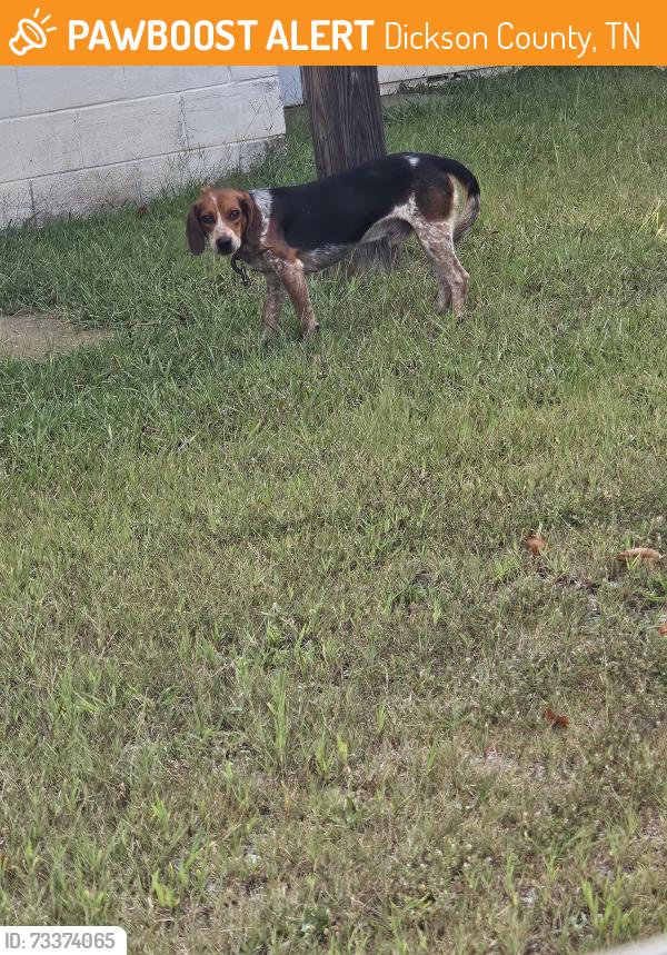 Found/Stray Male Dog last seen S Tidwell Rd and Eli Rd, Dickson County, TN 37025