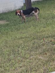 Found/Stray Male Dog last seen S Tidwell Rd and Eli Rd, Dickson County, TN 37025
