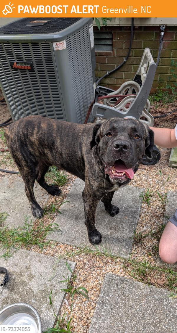 Found/Stray Male Dog last seen Prince Rd and Kent rd, Greenville, NC 27858