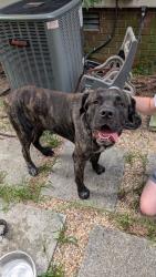 Found/Stray Male Dog last seen Prince Rd and Kent rd, Greenville, NC 27858