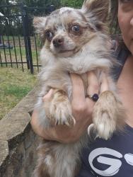 Reunited Male Dog last seen Carradale Way, Charlotte, NC 28278
