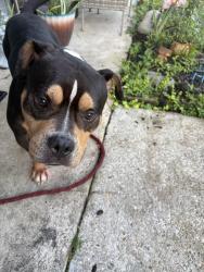 Found/Stray Male Dog last seen Tangi water district, Hammond, LA 70401