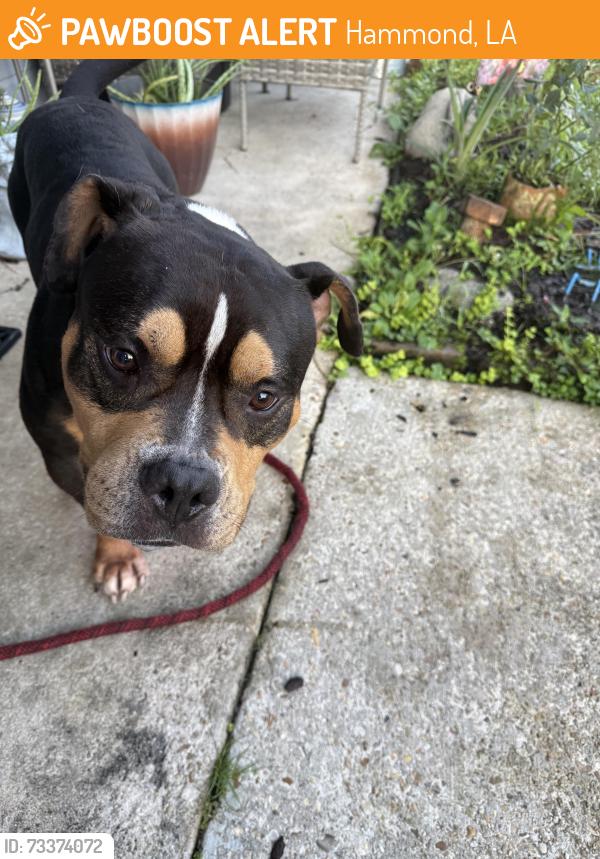 Found/Stray Male Dog last seen Tangi water district, Hammond, LA 70401
