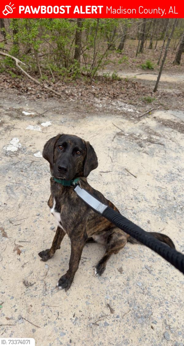 Lost Male Dog last seen Near Lynn Fanning and Tate Farms, Madison County, AL 35759