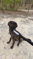 Lost Male Dog last seen Near Lynn Fanning and Tate Farms, Madison County, AL 35759