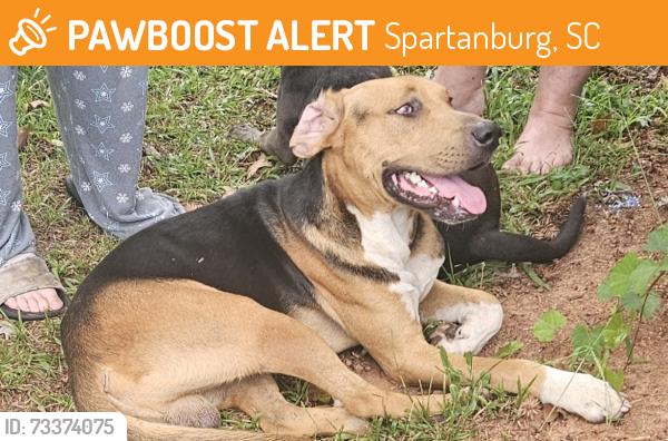Found/Stray Male Dog last seen Case, Spartanburg, SC 29301