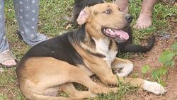 Found/Stray Male Dog last seen Case, Spartanburg, SC 29301