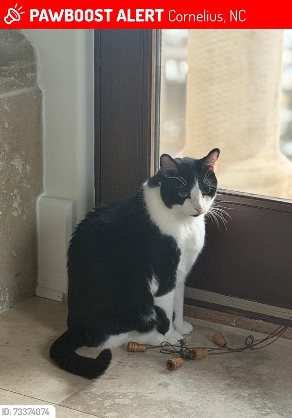 Lost Male Cat last seen Jetton road, Cornelius, NC 28031