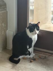 Lost Male Cat last seen Jetton road, Cornelius, NC 28031