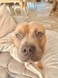Lost Male Dog last seen Hurricane Rd, Rocky Face, GA 30740