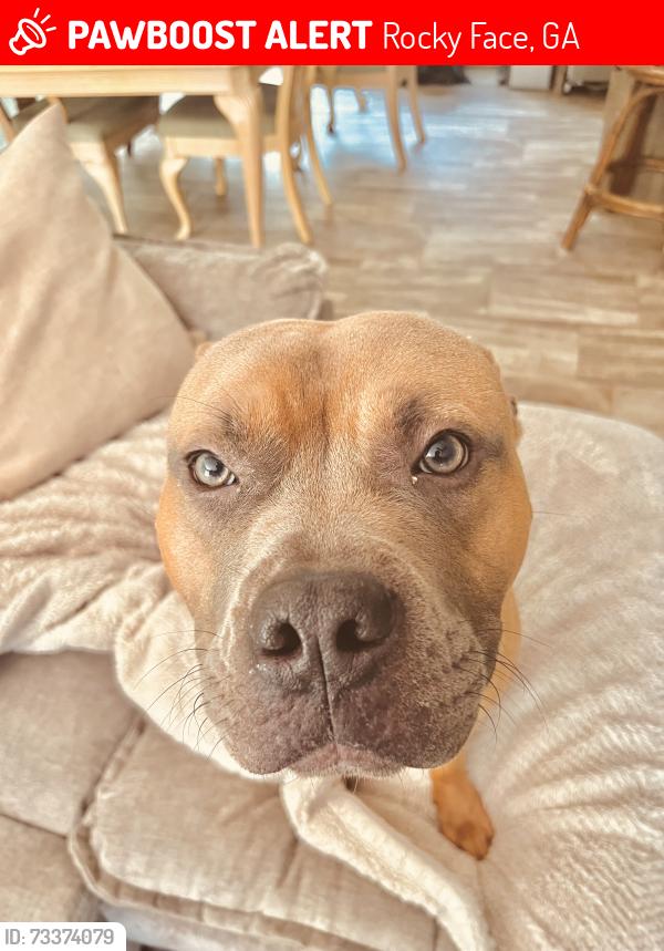 Lost Male Dog last seen Hurricane Rd, Rocky Face, GA 30740