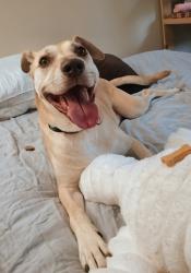 Reunited Male Dog last seen Lakes at Lincoln apmts near the pool, Greensboro, NC 27410