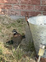 Found/Stray Unknown Bird last seen Yale, Garland, TX 75042