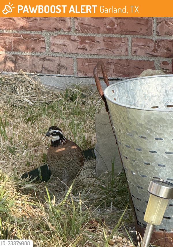Found/Stray Unknown Bird last seen Yale, Garland, TX 75042