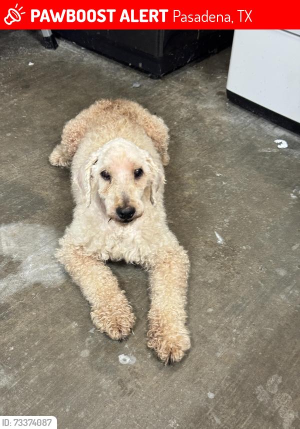 Lost Male Dog last seen Preston, deepwater, Pasadena, TX 77503