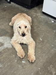 Lost Male Dog last seen Preston, deepwater, Pasadena, TX 77503