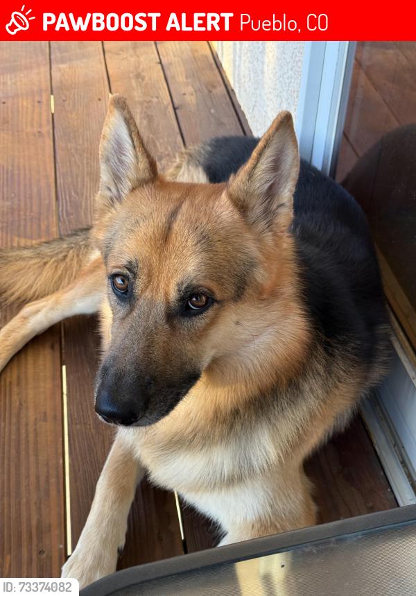 Lost Male Dog last seen Burnt Mill Road, Pueblo, CO 81004