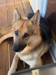 Lost Male Dog last seen Burnt Mill Road, Pueblo, CO 81004