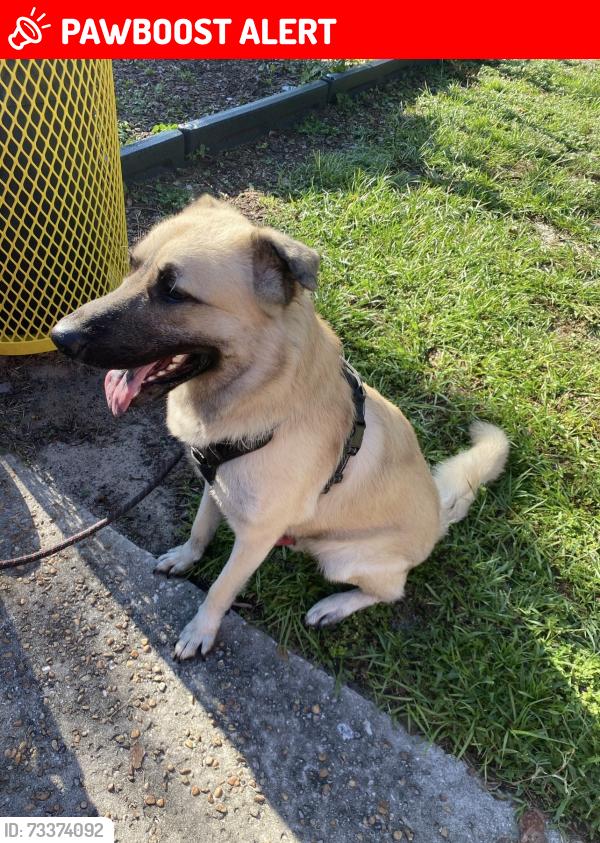 Lost Male Dog last seen Near and NW 29th street, Lauderdale Lakes, FL 33311