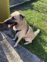 Lost Male Dog last seen Near and NW 29th street, Lauderdale Lakes, FL 33311