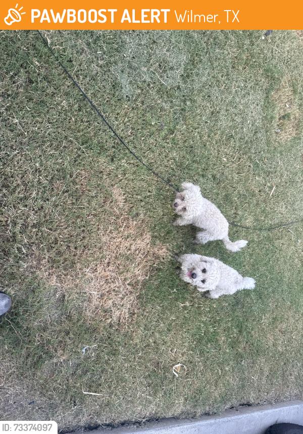 Found/Stray Female Dog last seen Blue sky ln Wilmer tx, Wilmer, TX 75172