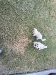Found/Stray Female Dog last seen Blue sky ln Wilmer tx, Wilmer, TX 75172